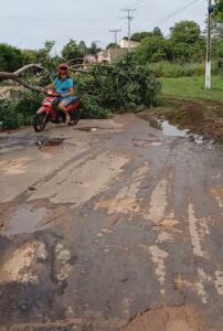 Árvore que caiu na Avenida da Liberdade, Jardim Morada do Sol