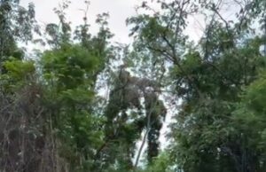 Comunidades gastam dinheiro do próprio bolso para arrumar estadas na região Moradores fizeram mutirão no povoado Riacho do Meio