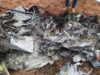 Aeronave que caiu no Maranhão havia apresentado problemas antes do voo Restos da aeronave que caiu no Maranhão nessa terça (02)