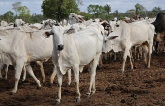 “Caravana contra a Aftosa” começa ações em Imperatriz