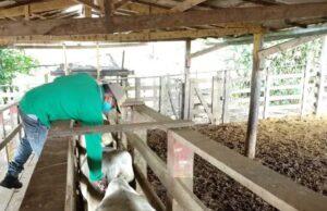 Começa a última etapa de vacinação contra a febre aftosa no Maranhão
