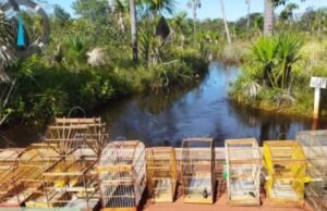 Operação prende nove pessoas por crimes ambientais no Maranhão